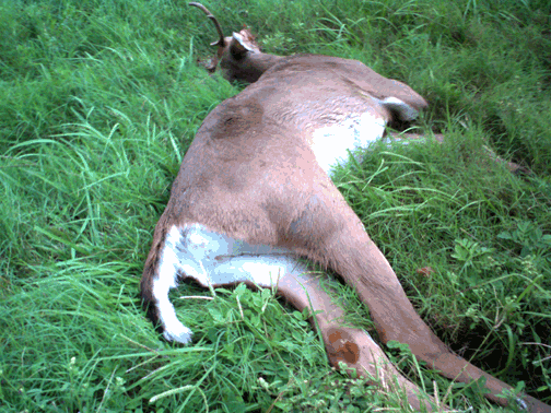 Dead deer