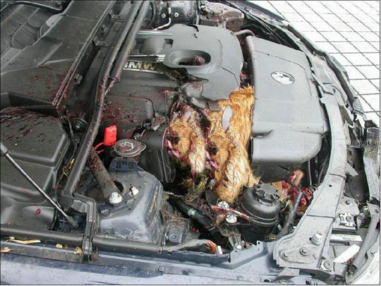 Deer crash