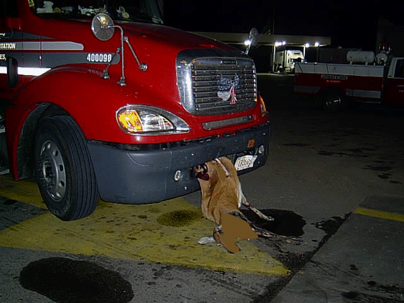 Deer Truck Crash