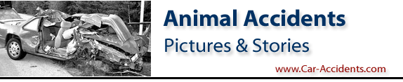 Animal Car Accidents